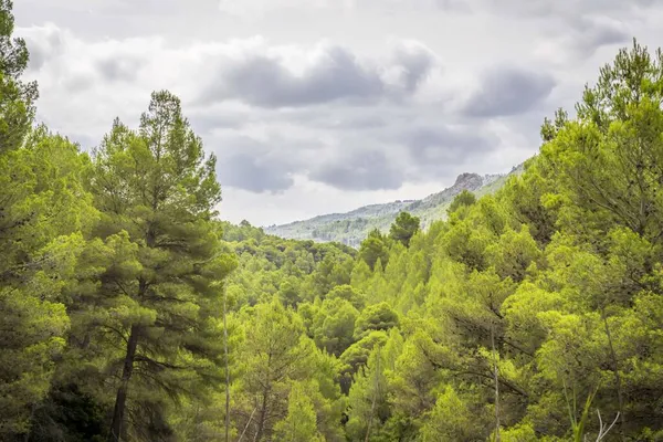 Сосний Ліс Південному Заході Болота День Сірими Хмарами Аліканте Іспанія — стокове фото