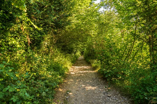 Percorso Tra Vegetazione Del Parco Nazionale Ordesa Monte Perdido Aragona — Foto Stock