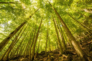 Ordesa ve Monte Perdido Ulusal Parkı 'ndaki ormanın içinde, Aragon, Huesca, İspanya.