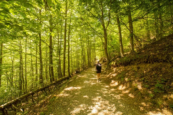 Donna Escursionista Che Cammina Nella Foresta Nel Parco Nazionale Ordesa — Foto Stock