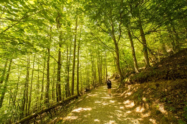 Donna Escursionista Che Cammina Nella Foresta Nel Parco Nazionale Ordesa — Foto Stock