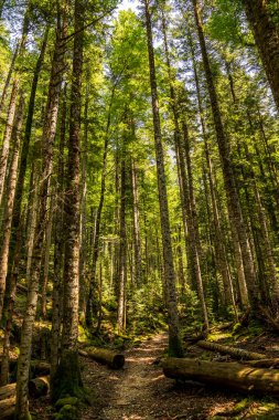 Ordesa ve Monte Perdido Ulusal Parkı 'ndaki ormanın içinde, Aragon, Huesca, İspanya.