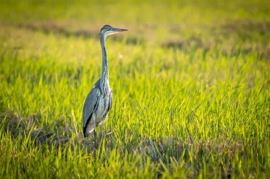 Gray heron between green rice fields in the Albufera of Valencia natural park, Spain.