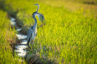Gray heron between green rice fields in the Albufera of Valencia natural park, Spain.