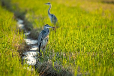 Gray heron between green rice fields in the Albufera of Valencia natural park, Spain.