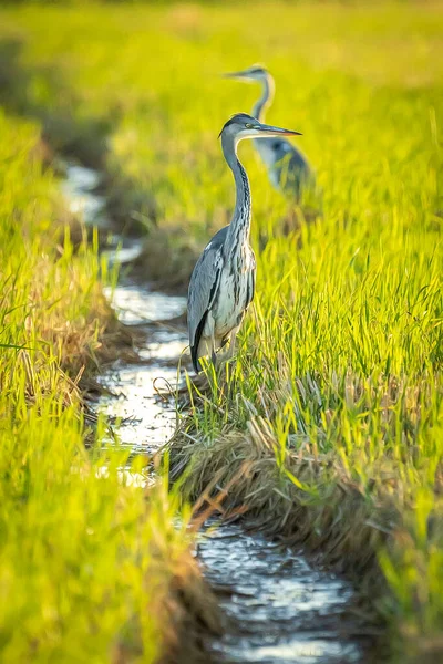 Gray Heron Green Rice Fields Albufera Valencia Natural Park Spain — 스톡 사진