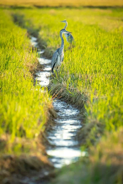 Gray Heron Green Rice Fields Albufera Valencia Natural Park Spain — Stock Photo, Image