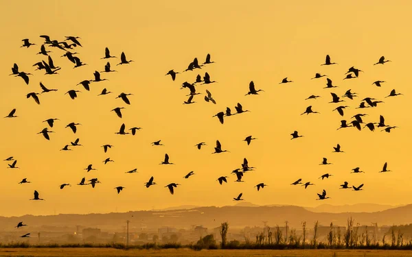 Flock Glossy Ibis Flying Sunset Albufera Valencia Natural Park Spain — Foto de Stock