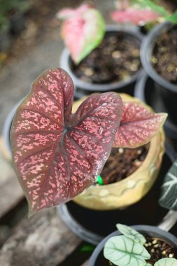 Tayland Caladium adı Pra Ya Mon, koyu kırmızı yaprak ve siyah dal.