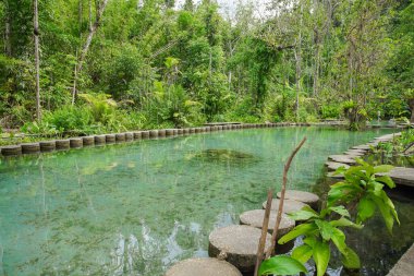 Recently popular attraction Ban Nam Rad Watershed Forest at Khiri Rat Nikhom district, Surat Thani province, Thailand.