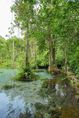Recently popular attraction Ban Nam Rad Watershed Forest at Khiri Rat Nikhom district, Surat Thani province, Thailand.