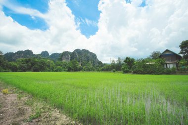 Tayland 'ın Phitsanulok eyaletinde gökyüzü bulutlu manzaralı pirinç tarlası ve taş dağı..
