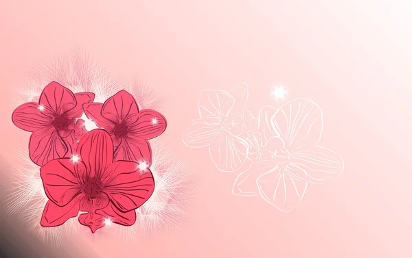 arka plan orkide pembe yama ışık parlaklık çiçek hassasiyet aşk