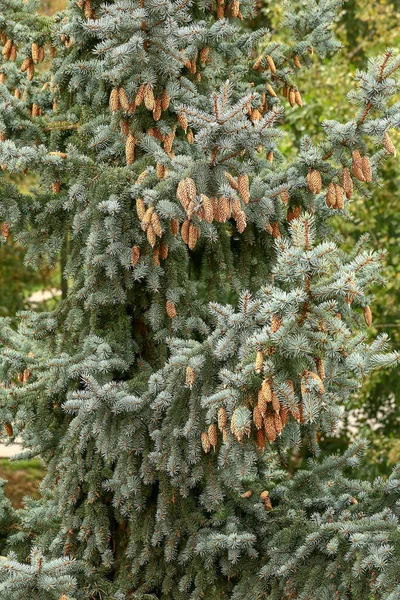 Blue Spruce Cones Blurred Green Background Close — Stock Photo, Image