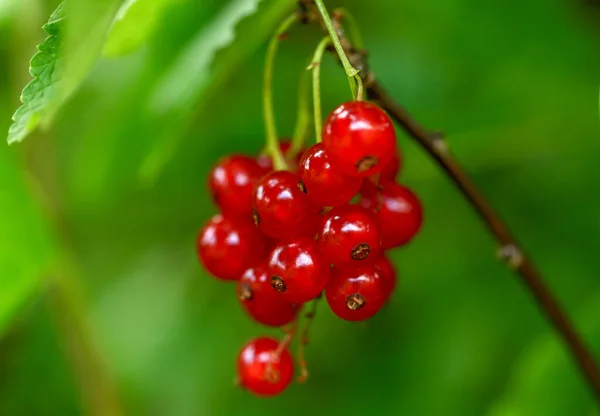 Rametto Ribes Rosso Sfondo Sfocato Primo Piano — Foto Stock