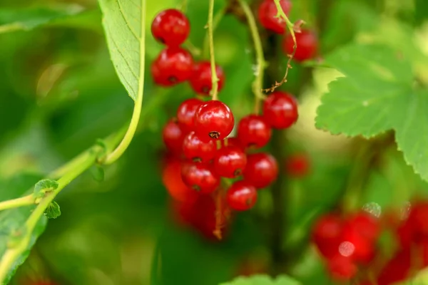 Rametto Ribes Rosso Sfondo Sfocato Primo Piano — Foto Stock