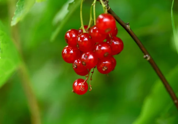 Rametto Ribes Rosso Sfondo Sfocato Primo Piano — Foto Stock