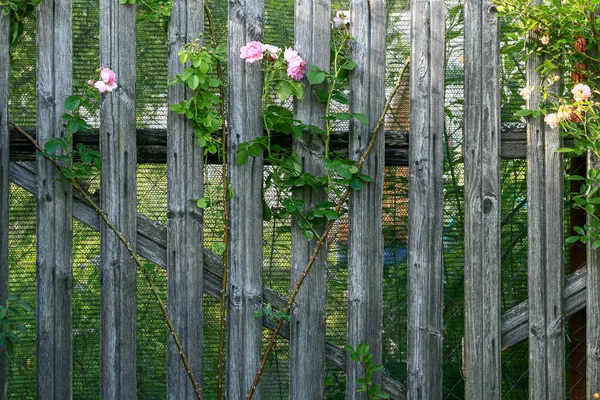 美しい背景 ローズ 古いフェンスの後ろに放棄された果樹園 — ストック写真