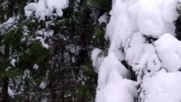 雪道だ 冬の森 — ストック動画