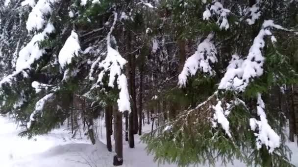 雪道だ 冬の森 自動車 — ストック動画