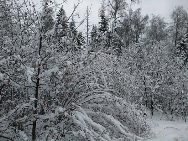 Vinter Träd Snön Närbild — Stockfoto