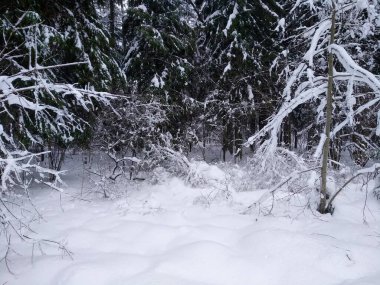 Kış ormanı Kış. Karda ağaçlar. Yakın plan..