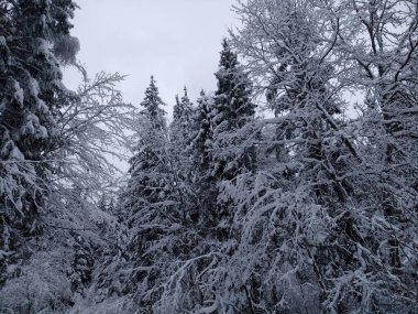 Kış. Karda ağaçlar. Yakın plan..