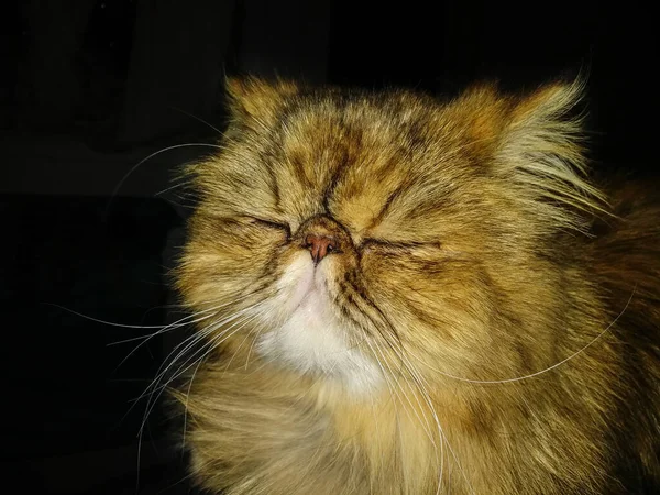 Persische Katze Blickt Die Kamera Nahaufnahme — Stockfoto