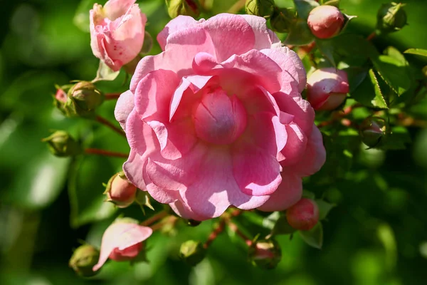 Rosa Branca Fundo Verde Desfocado Close Vista Superior — Fotografia de Stock