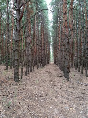 Orman çiftlikleri. Çamlar. Sıra sıra ağaçlar. Yakın plan..