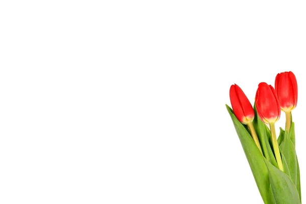 Three Red Tulips Isolated White Background Close — Stock Photo, Image
