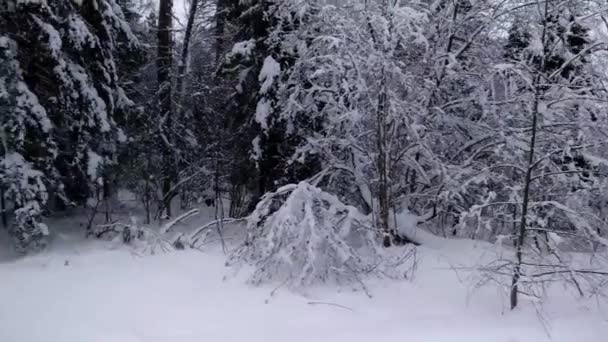 雪がたくさん 雪の中の木 — ストック動画