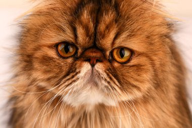 Kedi kameraya bakar. Çok yakın plan..