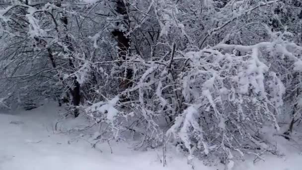 Hiver Forest Beaucoup Neige Des Arbres Dans Neige Gros Plan — Video