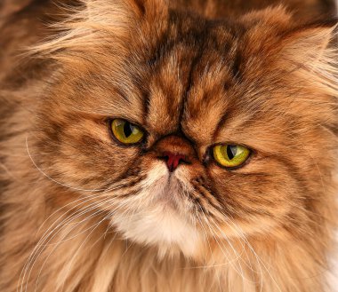 Kedi kameraya bakar. Çok yakın plan..