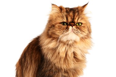 Kedi kameraya bakıyor. Yakın plan..