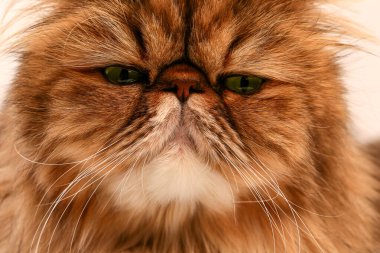 Kedi kameraya bakar. Çok yakın plan..