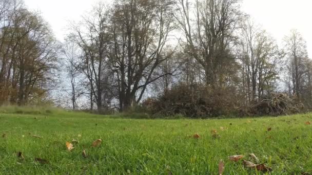 Imagen Estática Paisaje Otoño Hierba Arbustos Árboles Ramas Hojas — Vídeo de stock