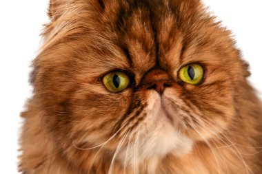 Kedi kameraya bakar. Çok yakın plan..