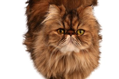 Kedi kameraya bakıyor. Yakın plan..