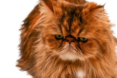 Pers kedisi kameraya bakıyor. Tatminsiz bir bakış. Yakın plan. Beyaz arkaplanda izole.