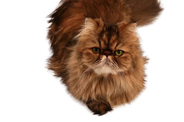 Persische Katze Blickt Die Kamera Unzufriedener Blick Nahaufnahme Isoliert Auf — Stockfoto