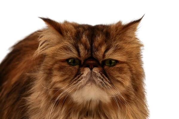 Persian Cat Looks Camera Dissatisfied Look Close Isolated White Background — Stock Photo, Image