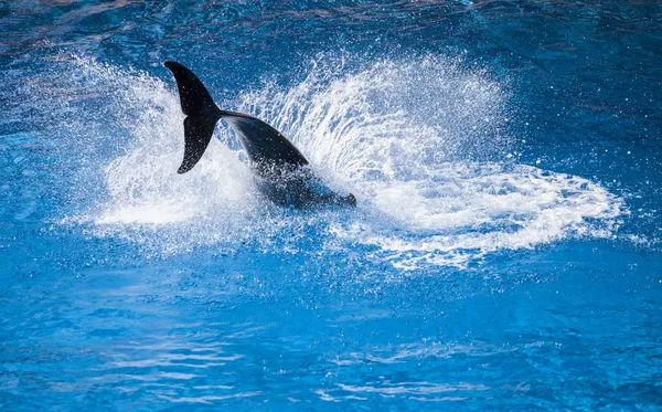 Salpicadura de delfín en agua azul —  Fotos de Stock