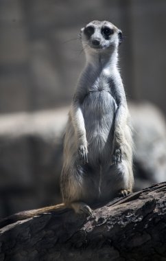 Afrika çöl faresi ayakta dikkat