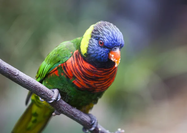 Colorful lorikeet on a branch — Stock Photo, Image