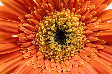 Turuncu gerber daisy portre