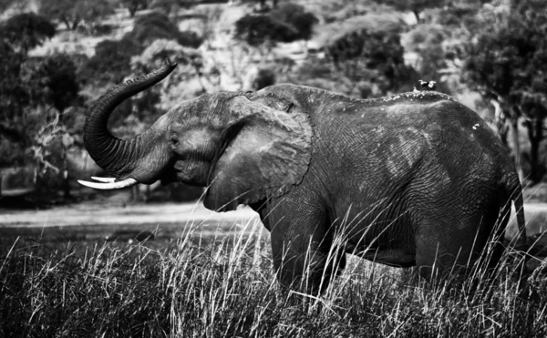 Jonge olifant in chobe national park — Stockfoto