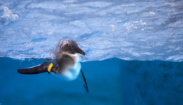 Swimming penguin in captivity — Stock Photo, Image
