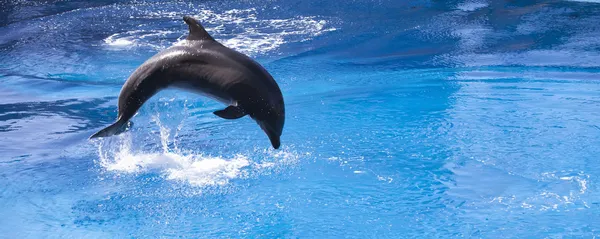 Delfino che salta in acqua — Foto Stock